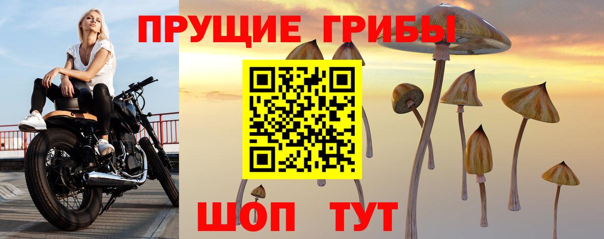 Галлюциногенные грибы Psilocybine cubensis Кизляр